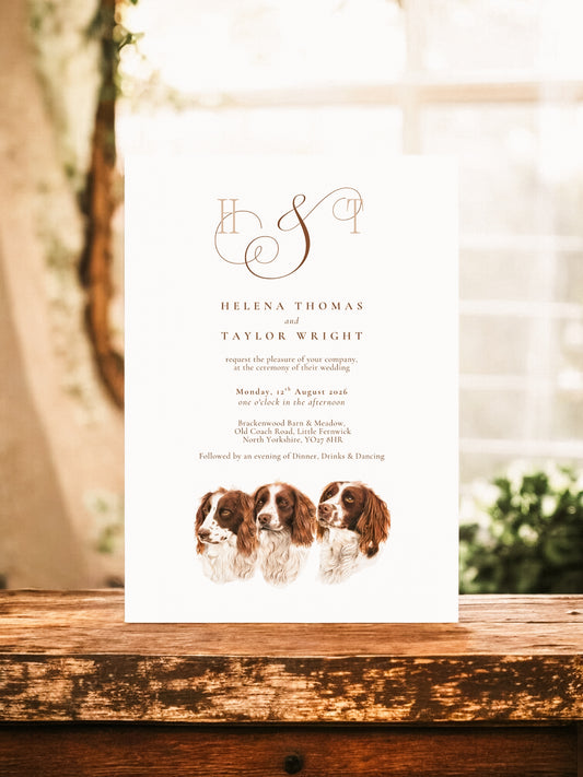 Trio of Spaniels