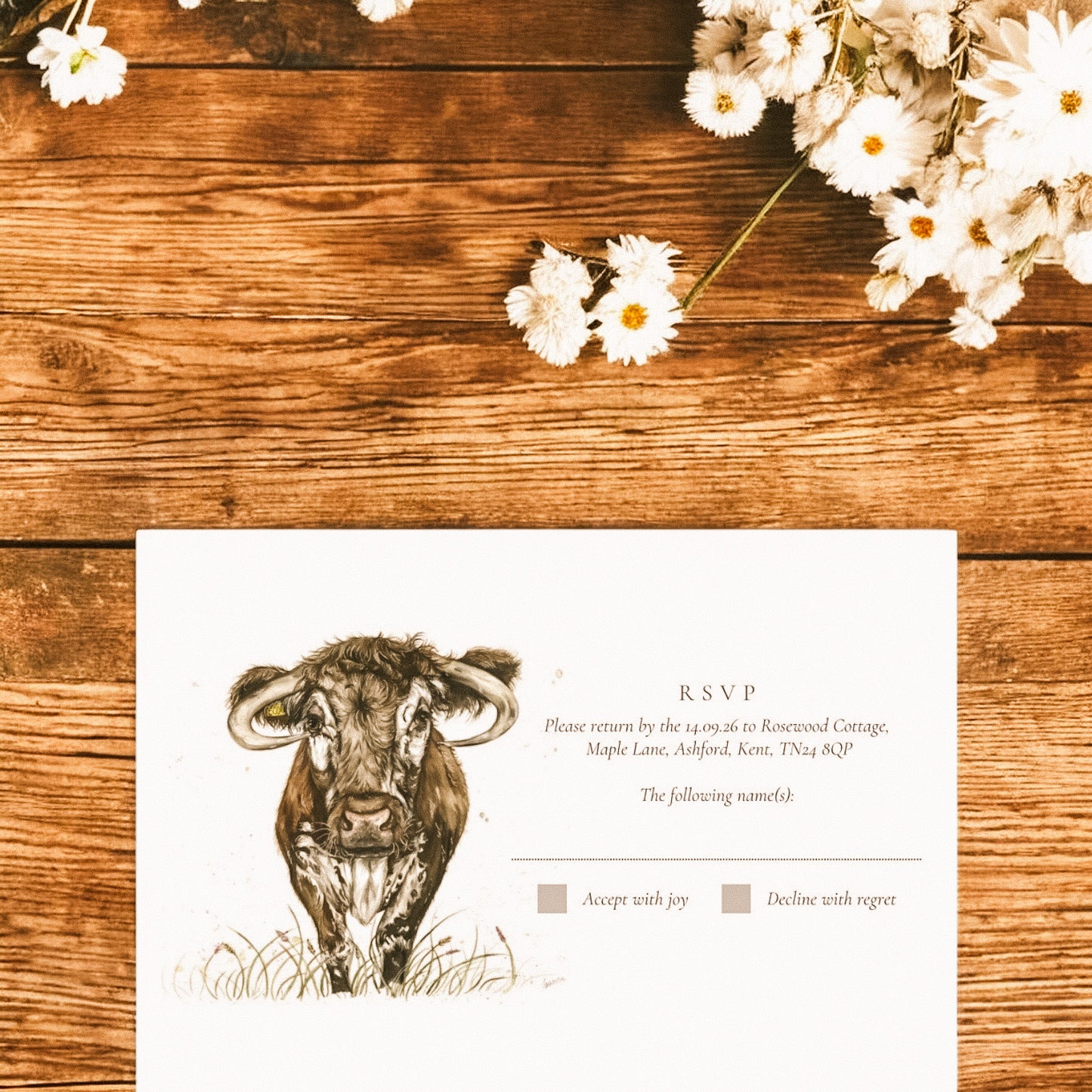 Longhorn Cow - Full Range
