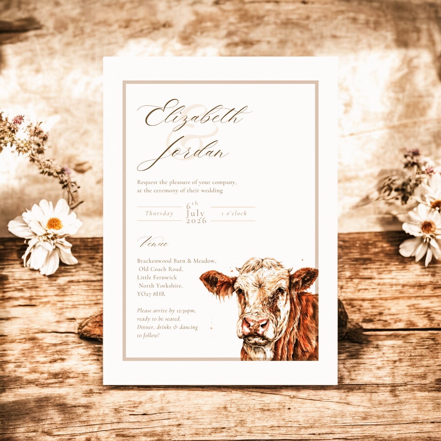 Simmental Cattle/Cow- Full Range