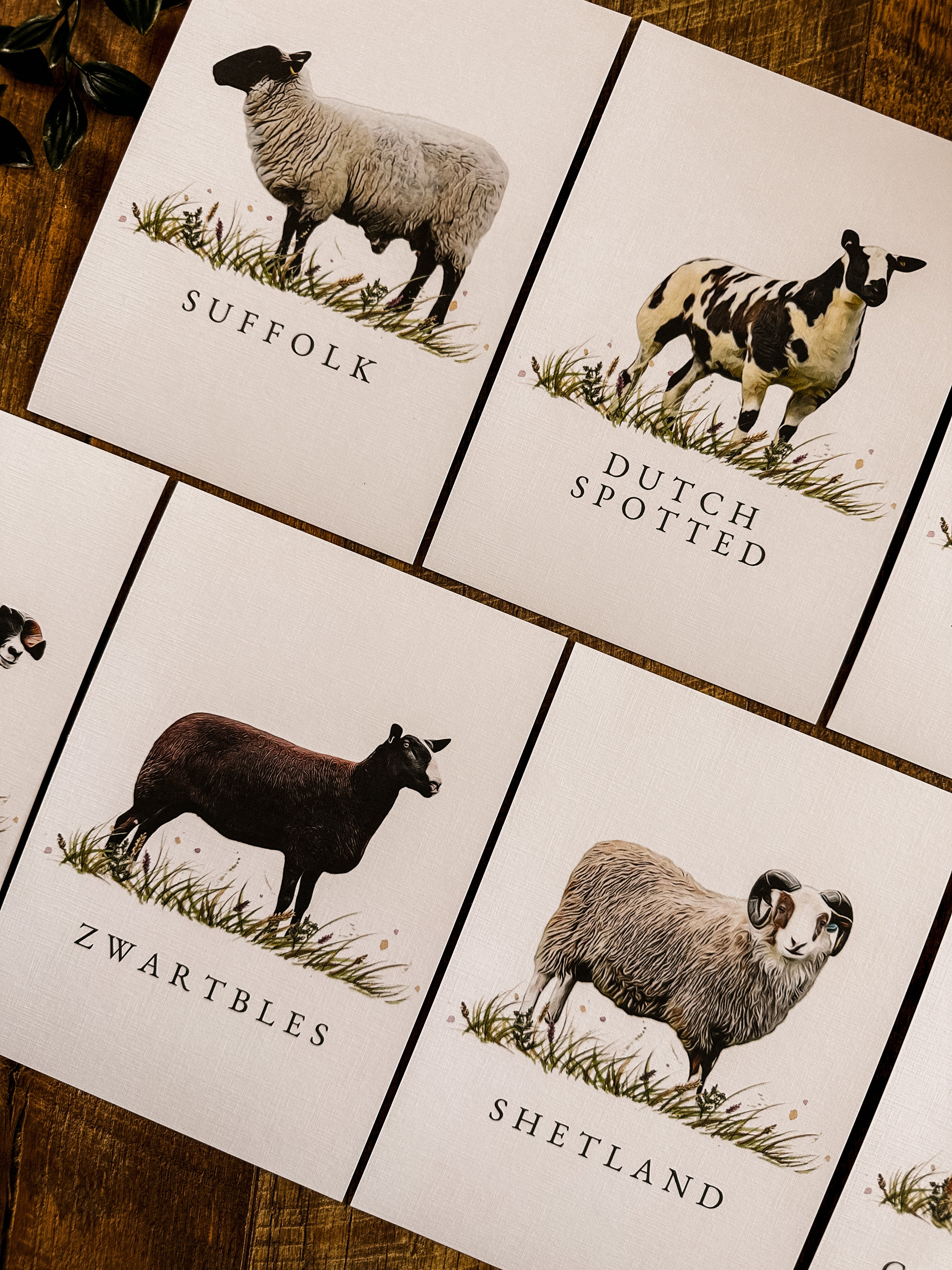 Sheep Table Names