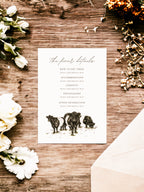 Belted Galloway cow - Full Range