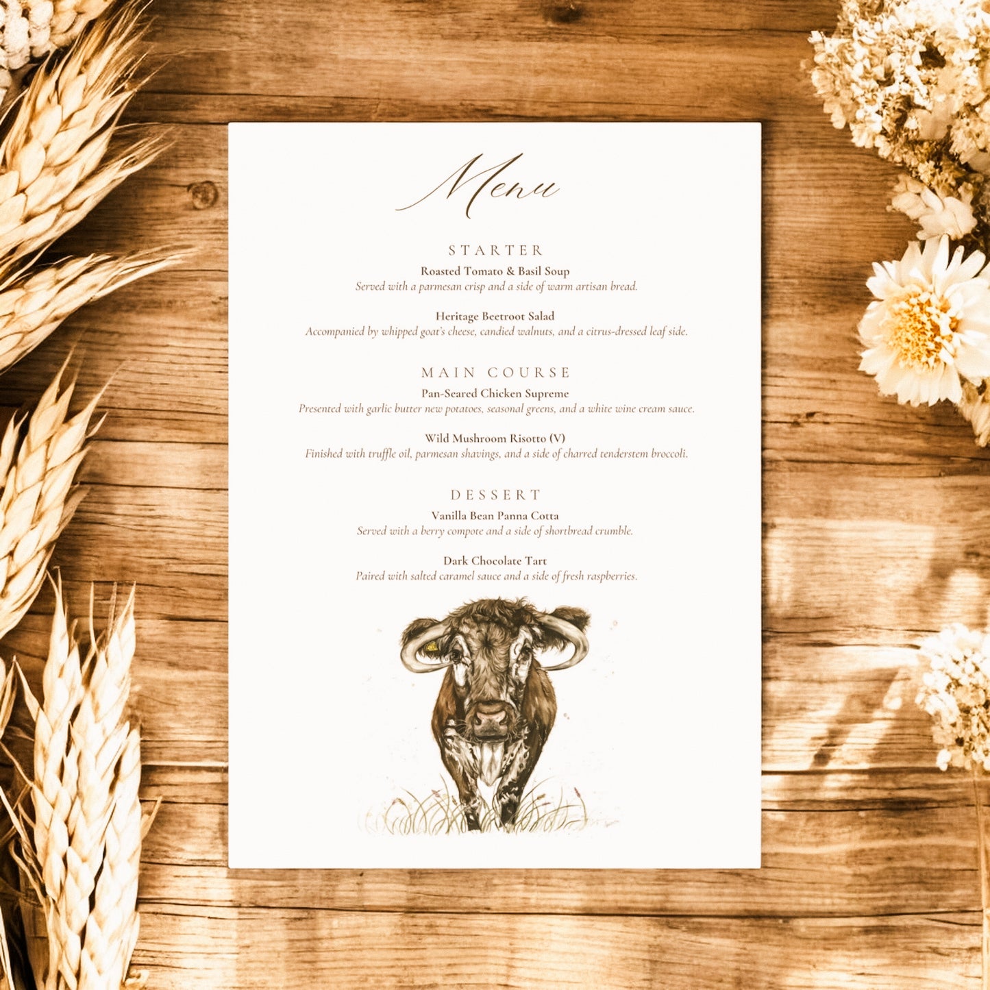 Longhorn Cow - Full Range