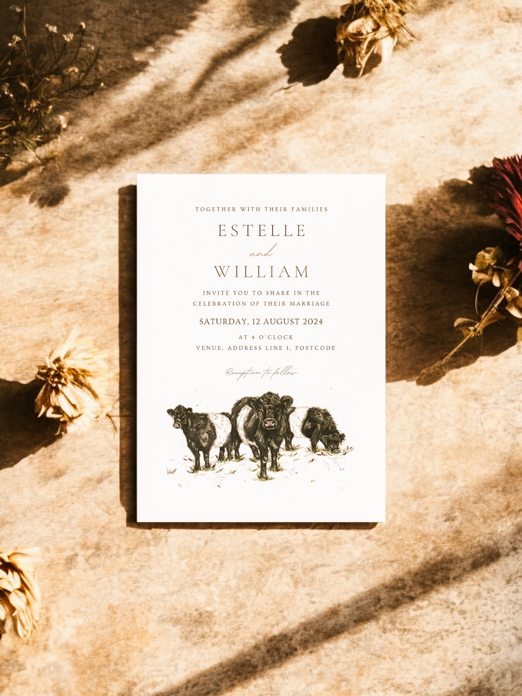 Belted Galloway cow - Full Range