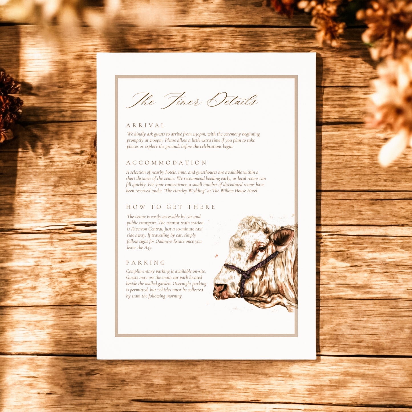 Charolais cow/cattle - Full Range