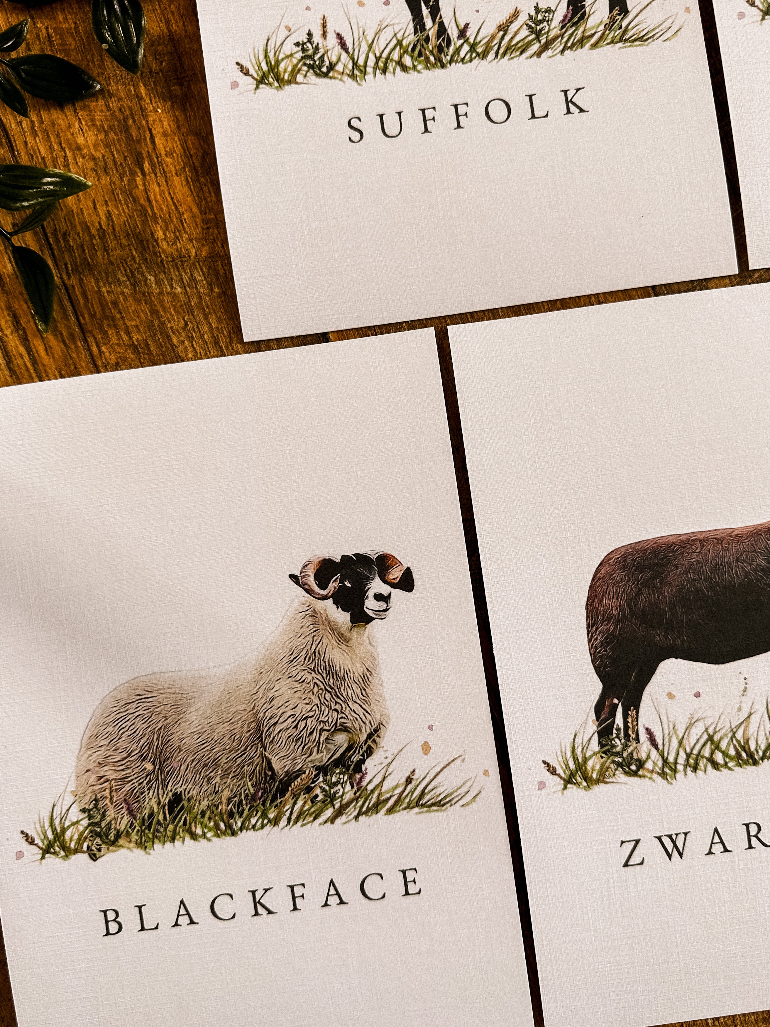 Sheep Table Names