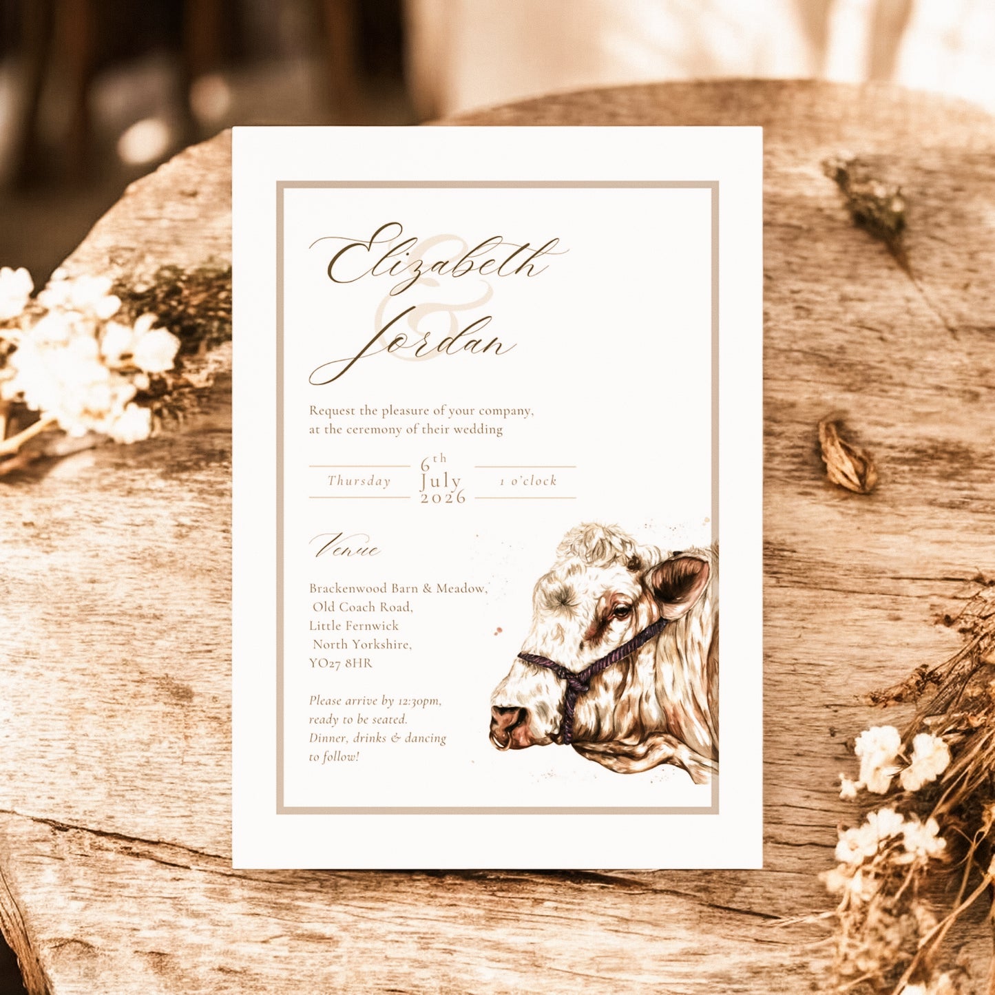 Charolais cow/cattle - Full Range