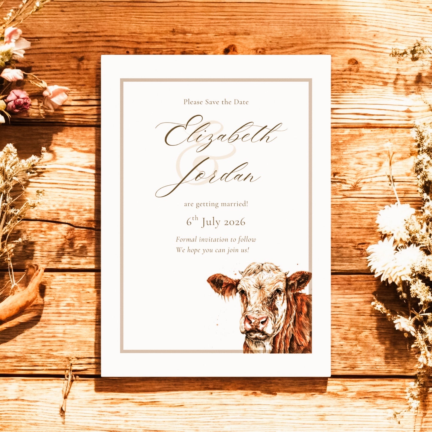 Simmental Cattle/Cow- Full Range