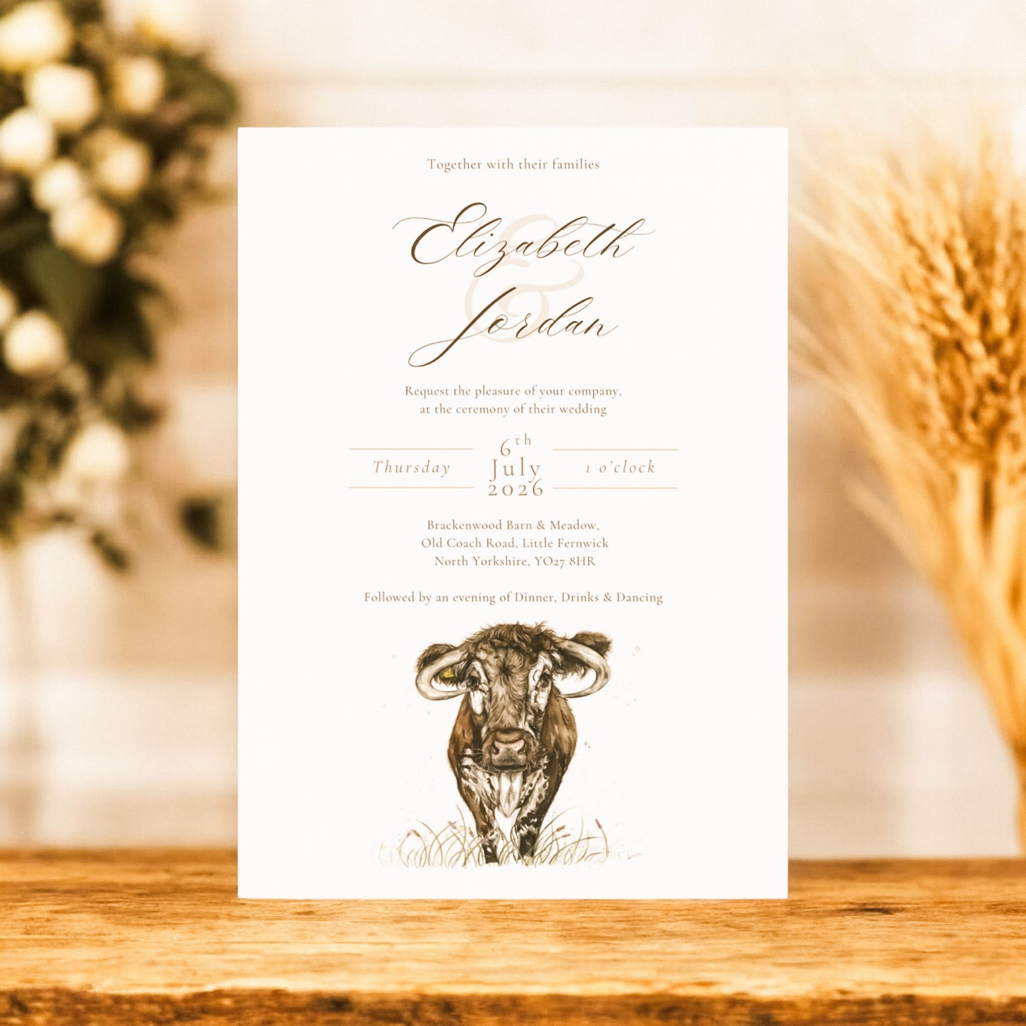 Longhorn Cow - Full Range