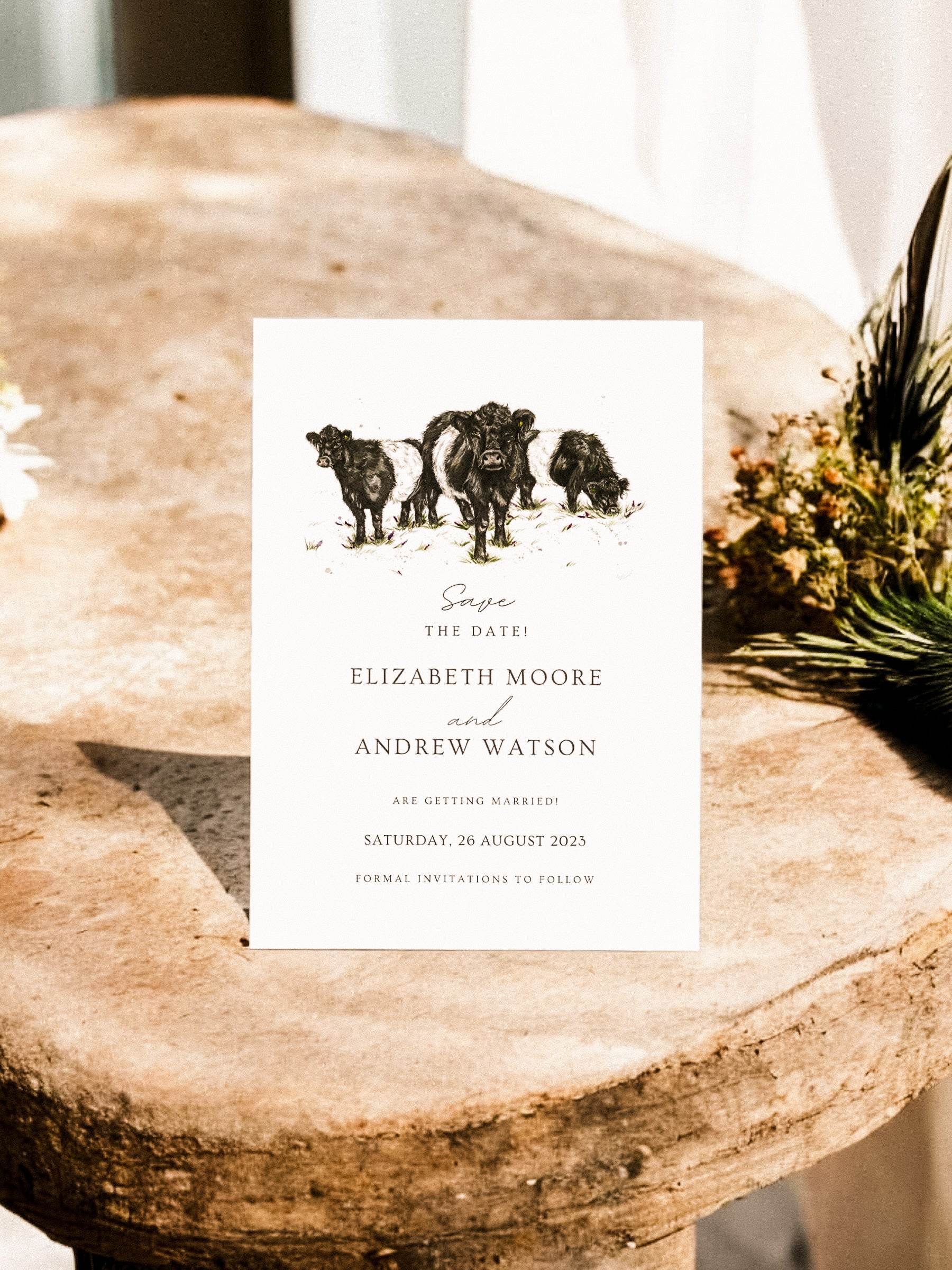 Belted Galloway cow - Full Range