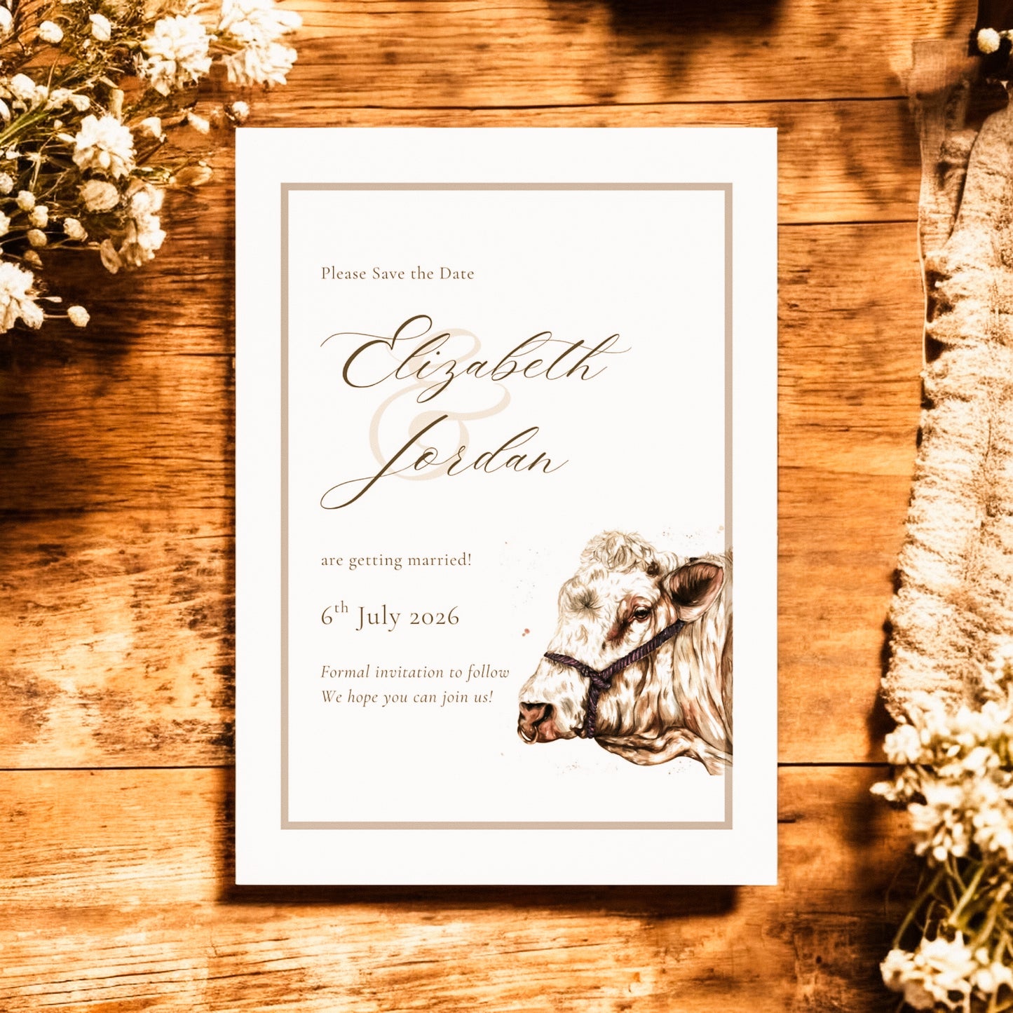 Charolais cow/cattle - Full Range