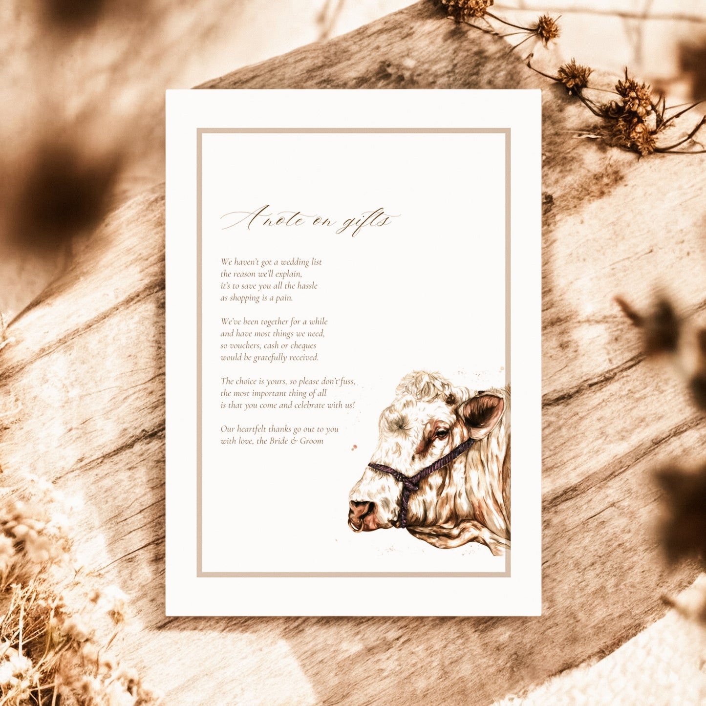 Charolais cow/cattle - Full Range