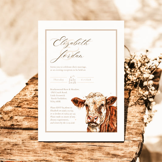 Simmental Cattle/Cow- Full Range