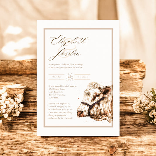 Charolais cow/cattle - Full Range