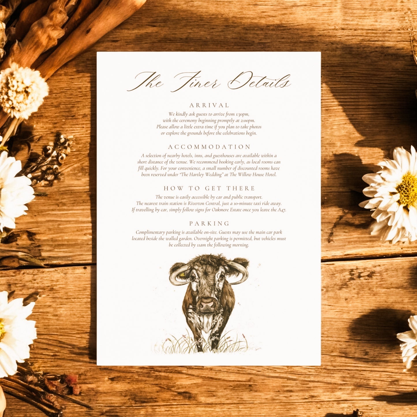 Longhorn Cow - Full Range