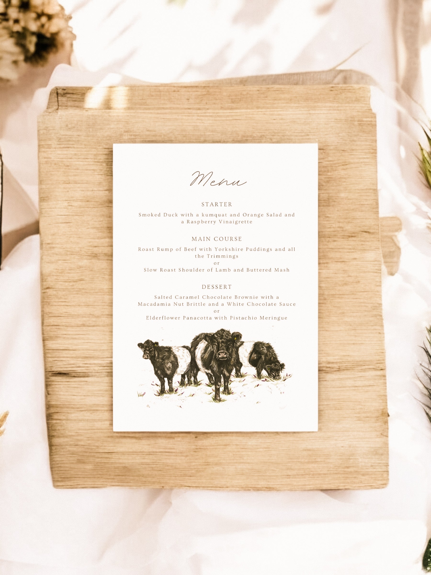 Belted Galloway cow - Full Range