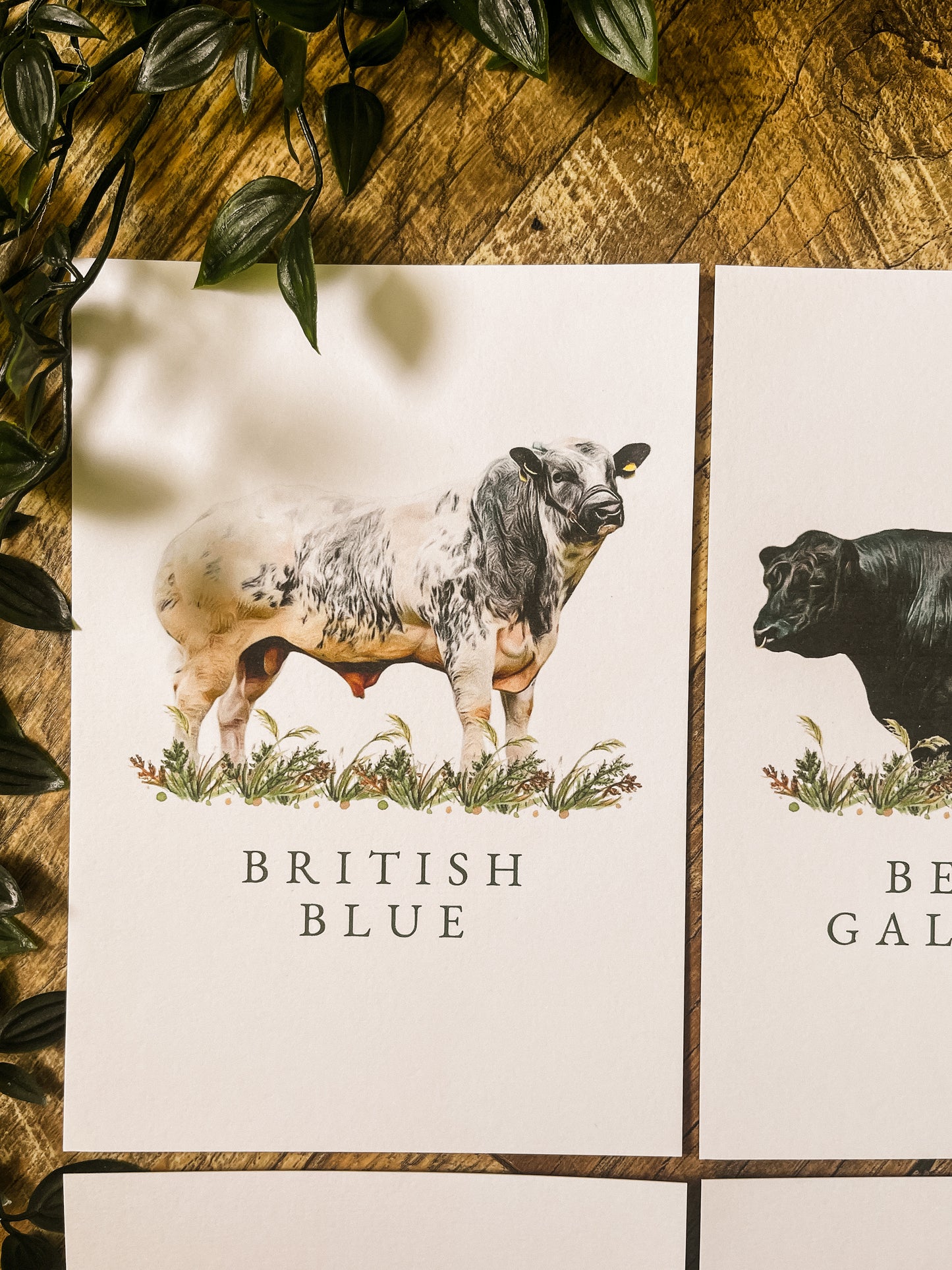 Cattle Table Names