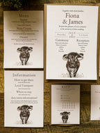 Longhorn Cow - Full Range