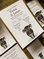 Longhorn Cow - Full Range