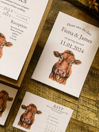 Limousin Cattle/Cow- Full Range