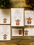 Limousin Cattle/Cow- Full Range